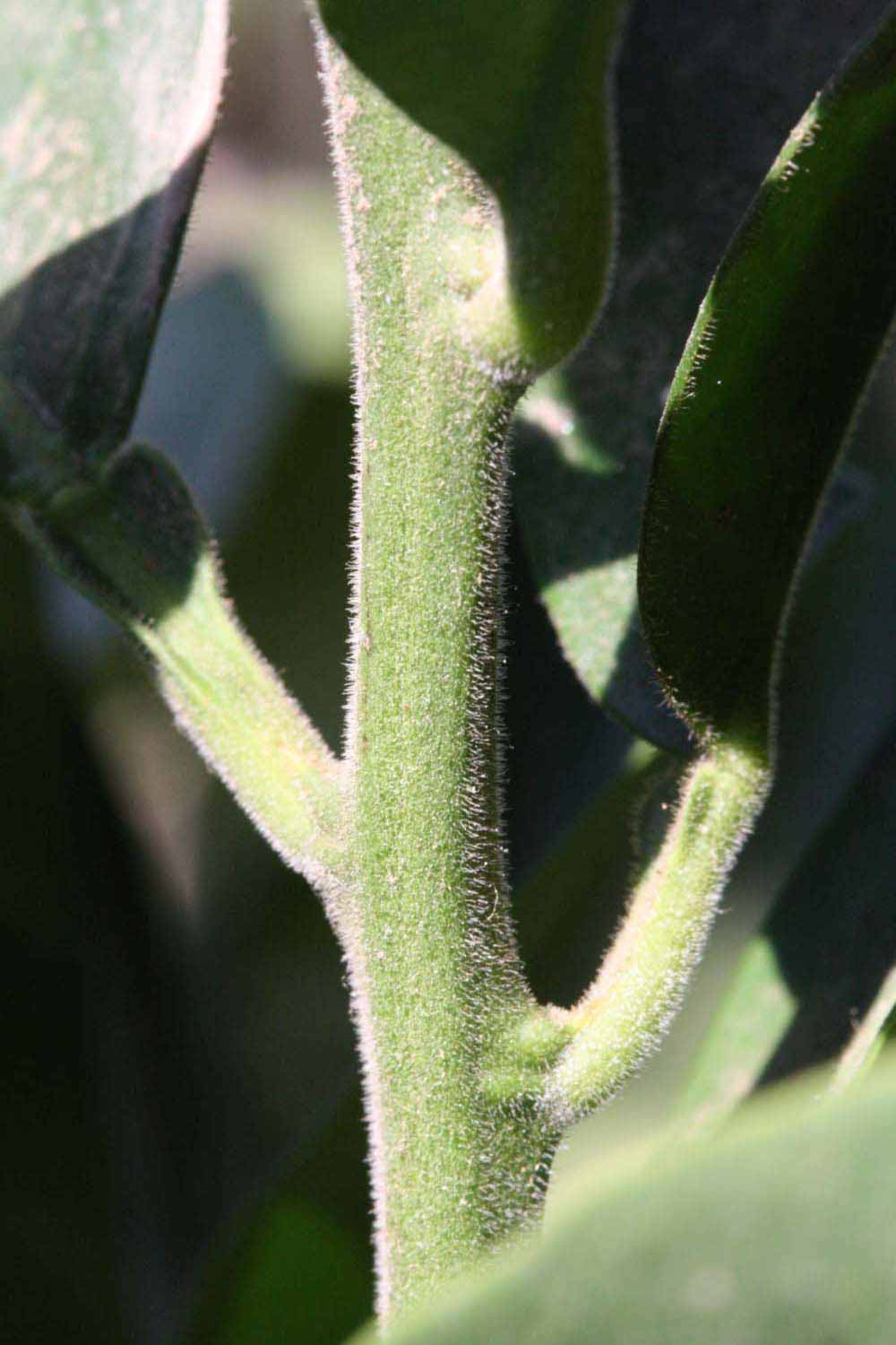            First year twig (Riverside, CA)   